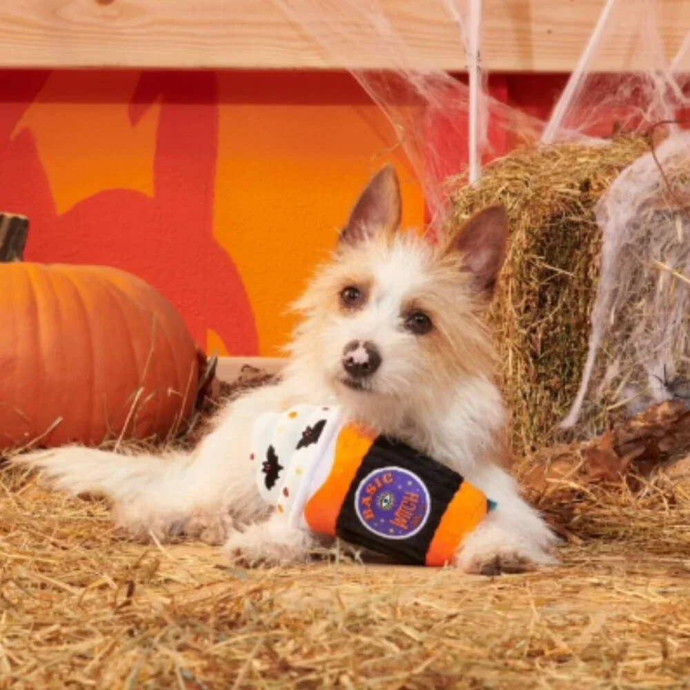 BARK Spooky Boo‎ Brew Dog Toy | Medium | NWT